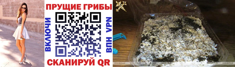 Галлюциногенные грибы Psilocybine cubensis  Пенза 